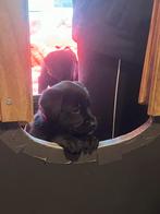 Labrador x Oudduitse herder stokhaar pups, 8 tot 15 weken, Meerdere, Meerdere dieren, Nederland