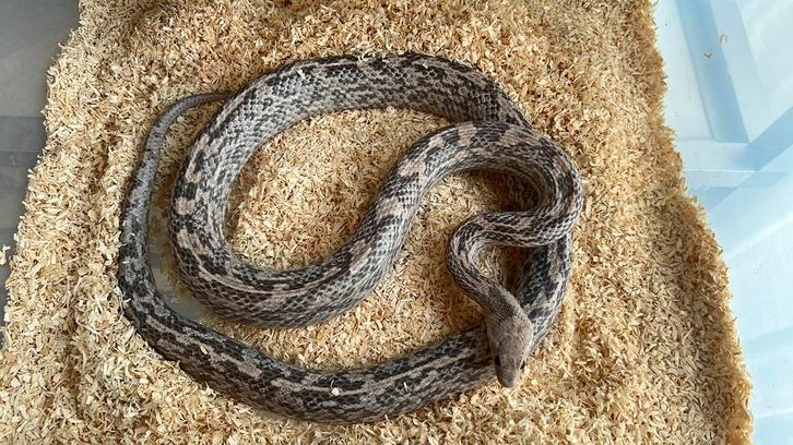 Rattenslang RF Orchid Tessera