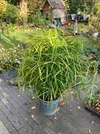 1 parapluplant, Huis en Inrichting, Ophalen, Halfschaduw, Minder dan 100 cm