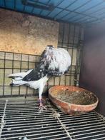 Sier duiven, Dieren en Toebehoren, Meerdere dieren, Overige soorten