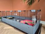 Cavia hok, inclusief 2 cavia's, en overige toebehoren, Dieren en Toebehoren, 110 cm of meer, Hok, Cavia, Ophalen