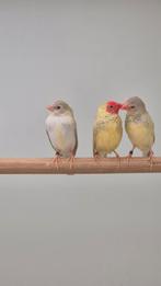 Te koop aangeboden diverse binzen astrildes, Meerdere dieren, Tropenvogel