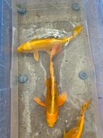 Gouden Koi's Te Koop, Dieren en Toebehoren, Vissen | Vijvervissen, Karper of Koi