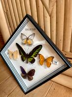 Grote lijst vintage taxidermie opgezette vlinders, Ophalen of Verzenden, Zo goed als nieuw, Hout, Minder dan 50 cm