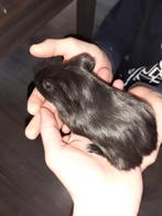 Baby cavia's, beertjes, Dieren en Toebehoren, Knaagdieren, Cavia, Mannelijk, November, Tam