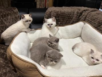 Britse korthaar kittens  beschikbaar voor biedingen