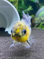 Uniek Lemonhead Oranda Yuanbao Fancy Goldfish, Dieren en Toebehoren, Vissen | Aquariumvissen, Zoetwatervis, Vis