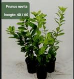 Larier haagplanten 60/80 cm hoog, Ophalen, Laurier, Haag, 100 tot 250 cm
