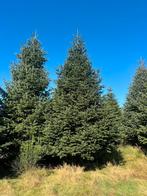 Nordmann grote kerstbomen voor pleinen en bedrijven, Ophalen of Verzenden, Zomer, Volle zon, Overige soorten