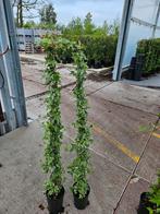Hedera glacier 150-170 cm bossig zilverbont, Tuin en Terras, Planten | Tuinplanten, Ophalen of Verzenden, Bloeit niet, Klimplanten
