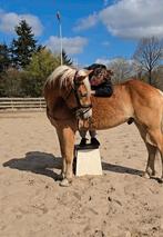 Zadelmak maken/trainen van uw paard., Ophalen of Verzenden