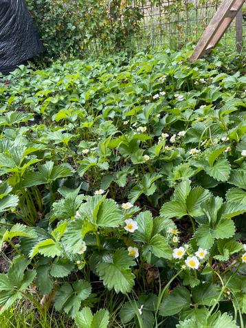 Aardbij planten  beschikbaar voor biedingen