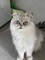 Pers (2021) en gecastreerd te koop, Dieren en Toebehoren, Katten en Kittens | Raskatten | Langhaar, Kater
