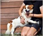 Yogi is te bezoeken in Paal BE, Dieren en Toebehoren, Honden | Niet-rashonden, Particulier, 3 tot 5 jaar, Klein, Buitenland