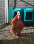 Cochin groot, Dieren en Toebehoren, Pluimvee, Mannelijk, Kip