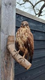 Prachtige opgezette Buizerd Taxidermie Nieuwstaat!, Ophalen of Verzenden, Zo goed als nieuw, Vogel, Opgezet dier