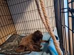 Toy /kleine dwerg poedel puppy, Dieren en Toebehoren, Poedel, Meerdere, Meerdere dieren, Nederland