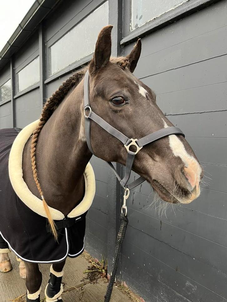 Gezocht: scholier voor hulp op kleinschalige paardenstal, Dieren en Toebehoren, Stalling en Weidegang