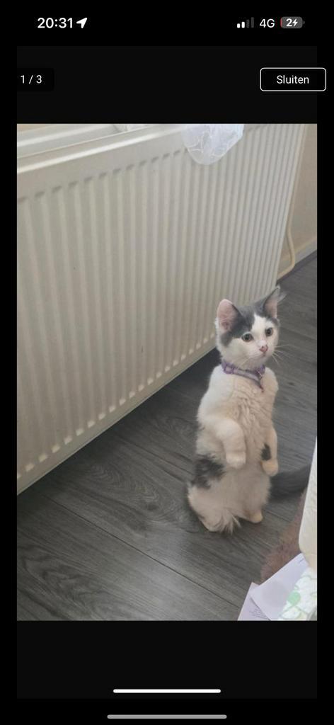 Lieve kater, Dieren en Toebehoren, Katten en Kittens | Raskatten | Langhaar, Kater