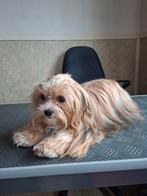 Maltezer x Shih tzu  teefje 1 jaar oud, Dieren en Toebehoren, Maltezer, CDV (hondenziekte), 1 tot 2 jaar, Teef