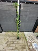 Hedera klimplanten, 15 st. Nieuw, 150-175 cm, Vaste plant, Klimplanten, Ophalen, Bloeit niet