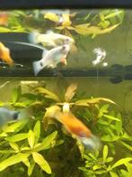 Platy's te koop, Vis, Zoetwatervis, Schoolvis