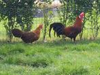 Goudbrakel kriel, Dieren en Toebehoren, Pluimvee, Meerdere dieren, Kip