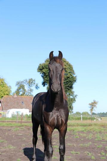 Super mooie 1 jarige Friese hengst van Matthys 504 beschikbaar voor biedingen