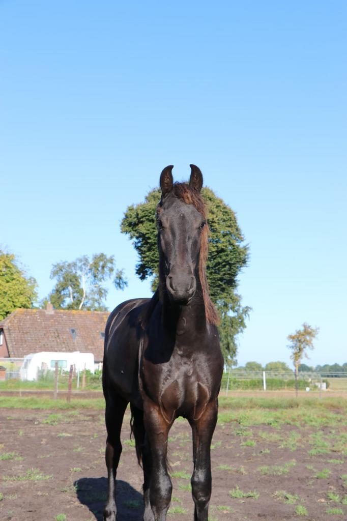 Super mooie 1 jarige Friese hengst van Matthys 504, Dieren en Toebehoren, Paarden, Hengst, Minder dan 160 cm, 0 tot 2 jaar