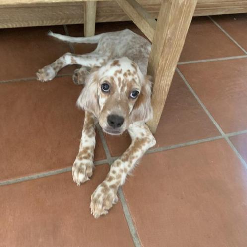 ACE: Twine is een energieke, vrolijke pup, Dieren en Toebehoren, Honden | Setters en Staande honden, Reu, Setter, Particulier