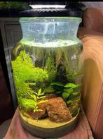 Prachtig klein nano tafel aquarium MOET WEG, Ophalen of Verzenden, Zo goed als nieuw