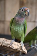 Jonge Baby Pionus Menstruus | makkelijk te trainen | Handtam, Meerdere dieren, Papegaai, Pratend