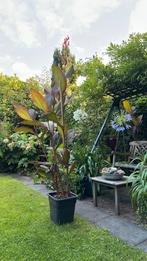 Canna Redspire ( indische riet), Ophalen, Zomer, Overige soorten, Volle zon