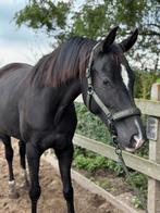 Super lieve talentvolle merrie Rebel, Dieren en Toebehoren, Paarden, Merrie, Gechipt, Dressuurpaard, Zadelmak