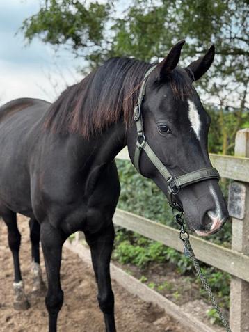 Super lieve talentvolle merrie Rebel beschikbaar voor biedingen