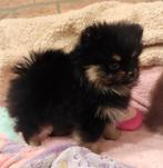 All I want for christmass...nog 1 mini pomeranian puppy❤️ ️, Dieren en Toebehoren, Honden | Poolhonden, Keeshonden en Oertypen