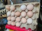 Broedeieren Franse faverolles, Dieren en Toebehoren, Pluimvee, Geslacht onbekend, Kip