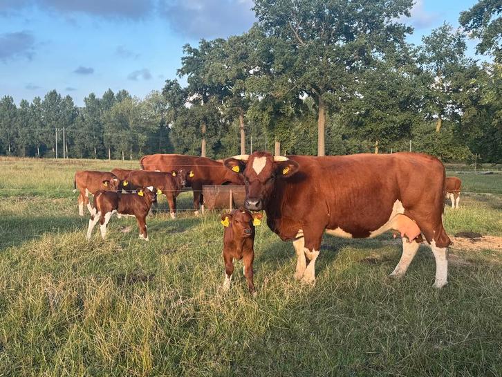 Brandrode runderen Dragend of met kalf te koop, Dieren en Toebehoren, Runderen, Meerdere dieren