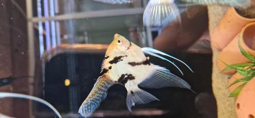 Jonge Koi/Gold maanvissen, Dieren en Toebehoren, Vissen | Aquariumvissen, Vis