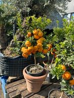 AANBIEDING fruitplanten citrusplanten bomen, Ophalen