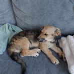 Lief aanhankelijk dametje, Dieren en Toebehoren, Honden | Niet-rashonden, Rabiës (hondsdolheid), 15 weken tot 1 jaar, Teef, Eén hond