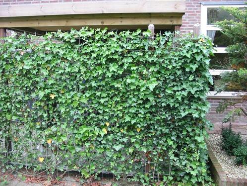 Kant en klaar klimopschermen, Tuin en Terras, Planten | Struiken en Hagen, Haag, Overige soorten, 100 tot 250 cm, Ophalen of Verzenden