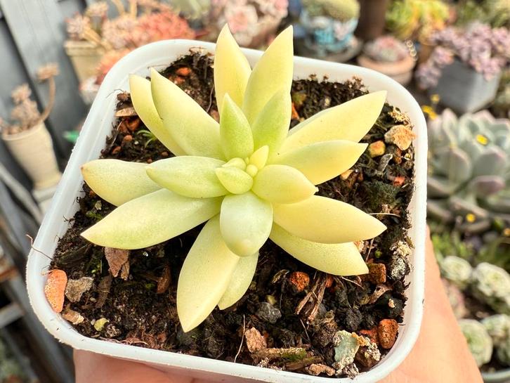 Sedum sediforme variegata/pot 5cm/vetplant/succulent, Huis en Inrichting, Kamerplanten, Minder dan 100 cm, Halfschaduw, Ophalen of Verzenden