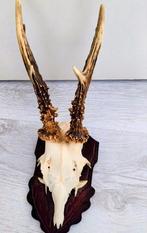 Ree gewei op schild, Ophalen of Verzenden, Zo goed als nieuw, Hert, Gewei of Kop