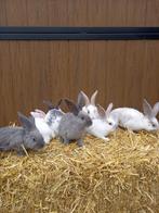 Jonge tamme duitse reusjes Blauw marter x vlinder, Dieren en Toebehoren, Konijnen, Meerdere dieren, Groot, 0 tot 2 jaar