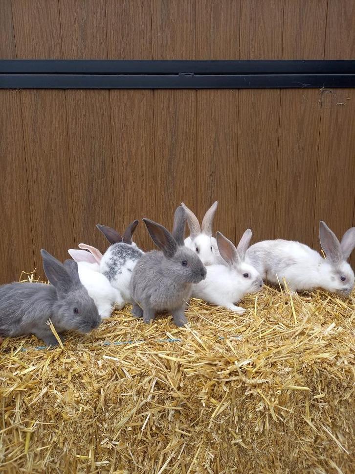 Jonge tamme duitse reusjes Blauw marter x vlinder, Dieren en Toebehoren, Konijnen, Groot, Meerdere dieren, 0 tot 2 jaar