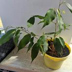 Ficus Benjamina - in pot., Huis en Inrichting, Ficus, In pot, Minder dan 100 cm, Groene kamerplant