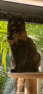 Maine coon poes tortie met stamboom, Dieren en Toebehoren, Katten en Kittens | Raskatten | Langhaar, Poes, Gechipt