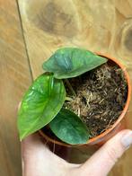 Alocasia platinum variegata plant lemob mint aurea grey, Huis en Inrichting, Kamerplanten, Ophalen of Verzenden, Halfschaduw, Minder dan 100 cm