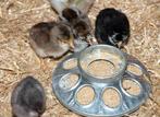 Barnevelder kuikens beschikbaar, Dieren en Toebehoren, Pluimvee, Meerdere dieren, Kip
